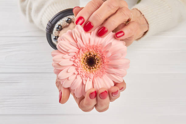 istock Beautiful gerbera in woman manicured hands. 979637794