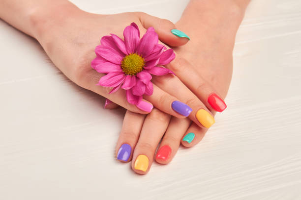 istock Female manicured hands and chrysanthemum. 979647184