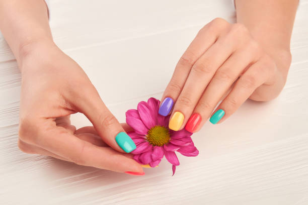 istock Little chrysanthemum in manicured hands. 979647226