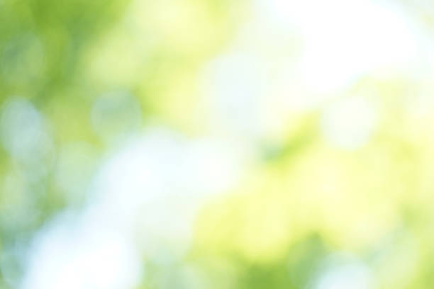 istock Bokeh Sunbeams leaves Fresh green Nature 979650976
