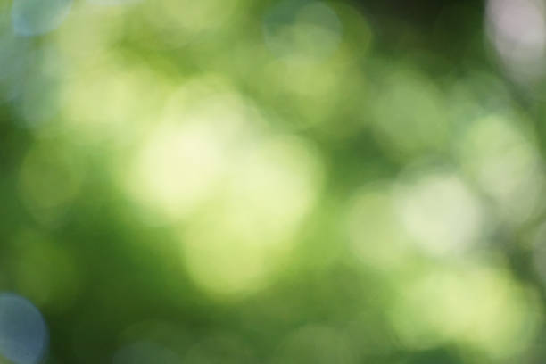 istock Bokeh Sunbeams leaves Fresh green Nature 979651000