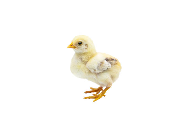 istock Cute baby chick standing. Isolated on white background 979651408