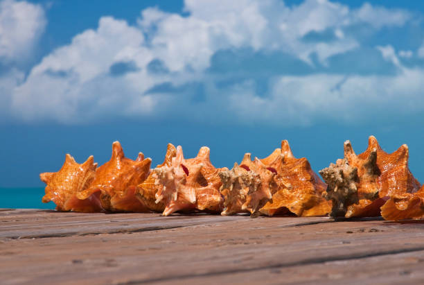 Conch Shells on a Pier Freshly caught conch shells on a pier at Grace Bay in Providenciales, Turks & Caicos grace bay stock pictures, royalty-free photos & images