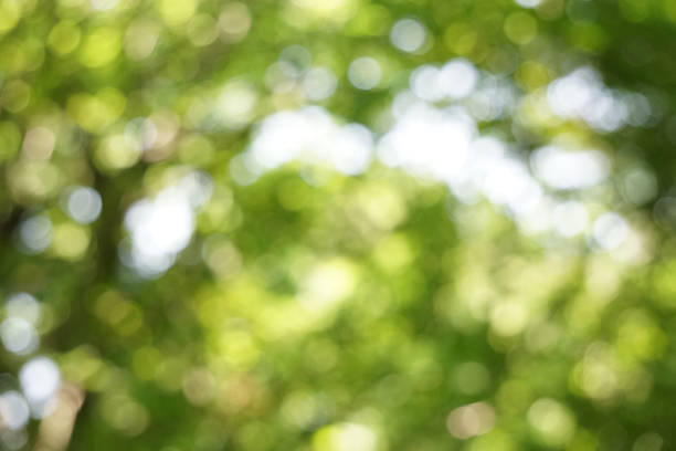 istock Bokeh Sunbeams leaves Fresh green Nature 979665382