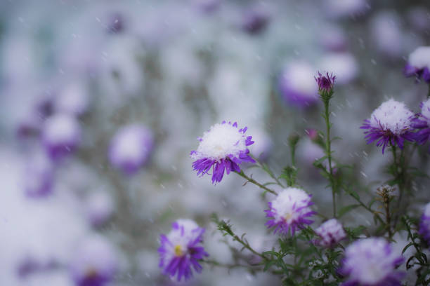 Flower of alpine asters under snow Flower of alpine asters under snow in the garden in late fall close up. alcorza stock pictures, royalty-free photos & images