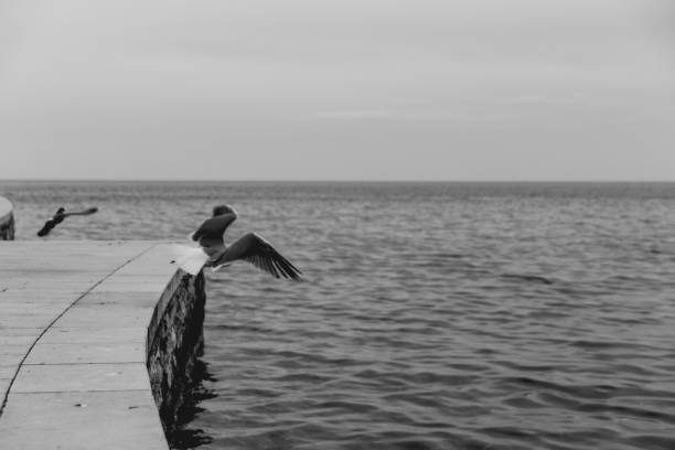 istock Seagull in Porec, Croatia. 979670364