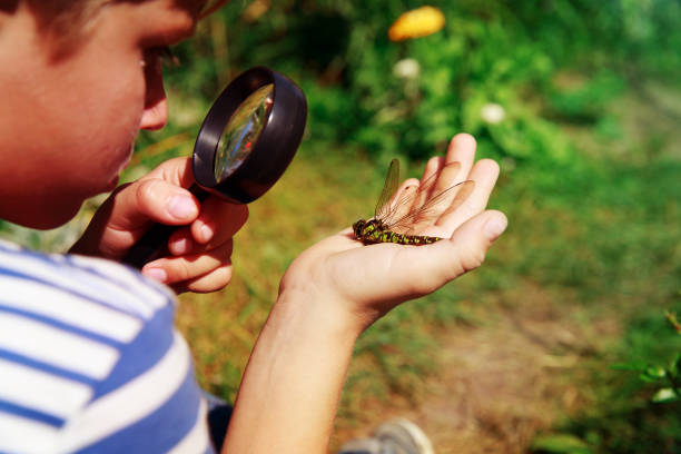 istock kids learning - little boy exploring dragonfly with magnifying glass 979671248