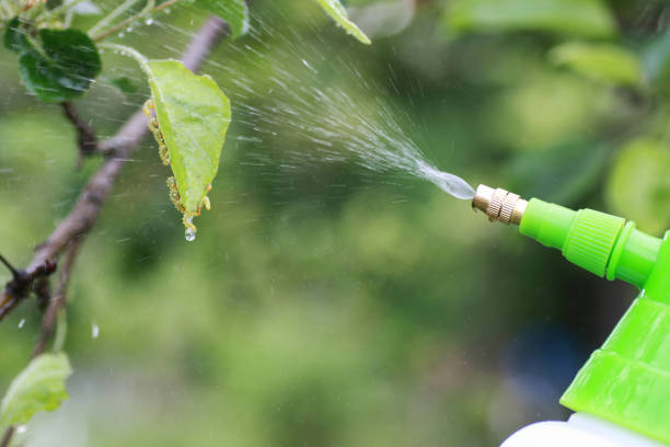 istock Treatment of plants from insects 979692212