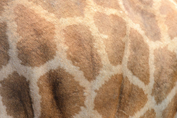 istock close-up to giraffe skin - background texture 979692330