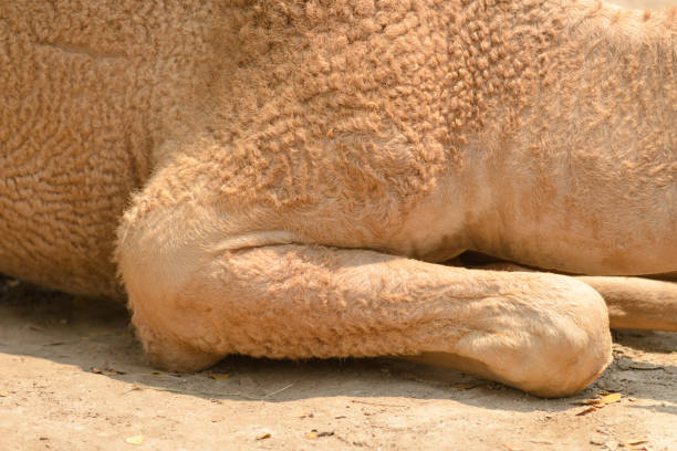 close up to camels leg sitting on the ground