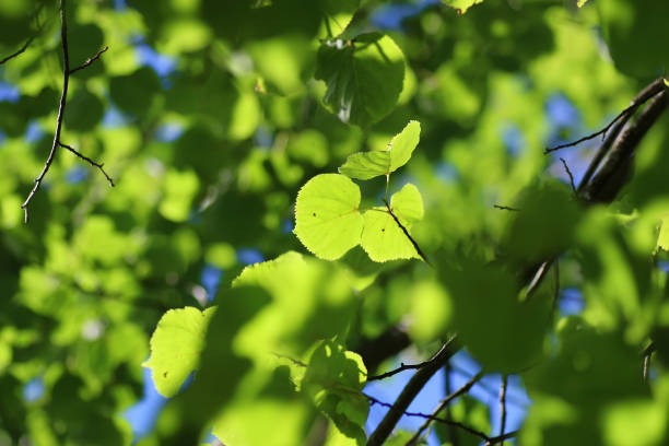 leaf tree background backlight sunlight various objects of the summer season in the best of this wonderful period tilia cordata stock pictures, royalty-free photos & images
