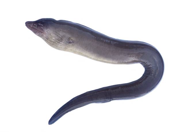 murène - saltwater eel photos et images de collection