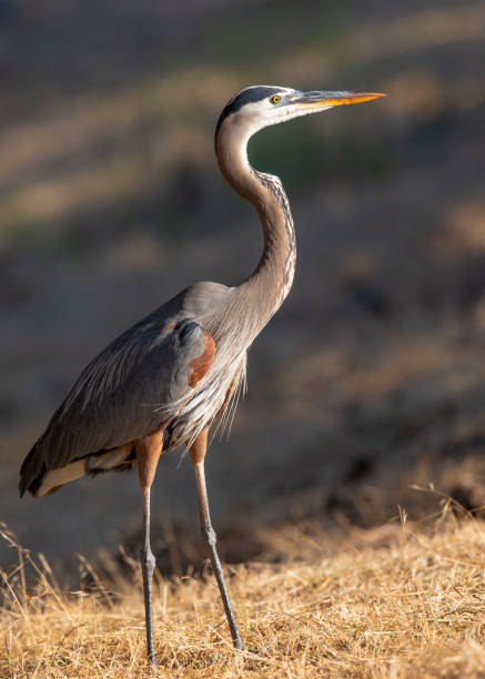 istock Great blue heron, seen in the wild in a North California marsh 979704834
