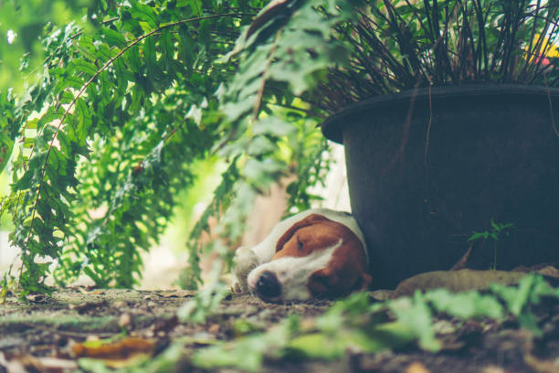 istock Small beagle puppy sleeping in nature 979711874