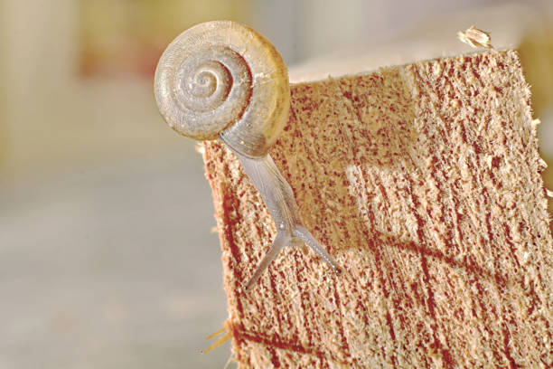 Small snail in backyard garden.