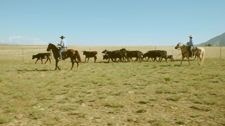 Cowboy Ranchers Working Cattle