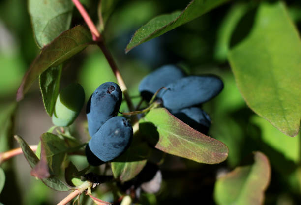 blue berries o