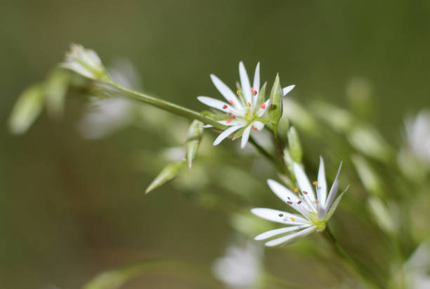 istock lovely white flowers on a blurred natural background 979718080
