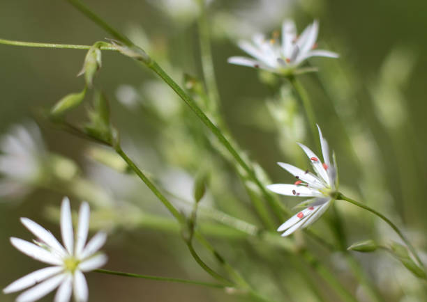 istock lovely white flowers on a blurred natural background 979718110
