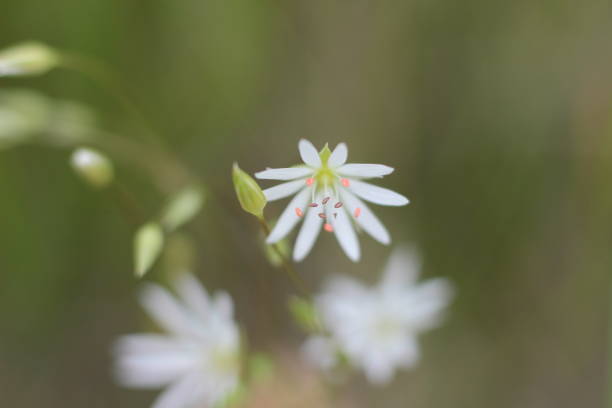 istock lovely white flowers on a blurred natural background 979720790
