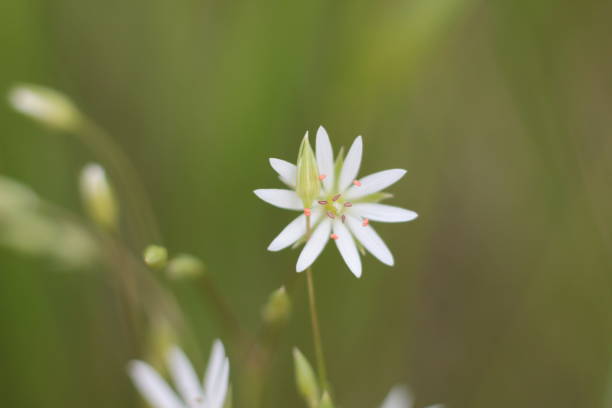 istock lovely white flowers on a blurred natural background 979720806