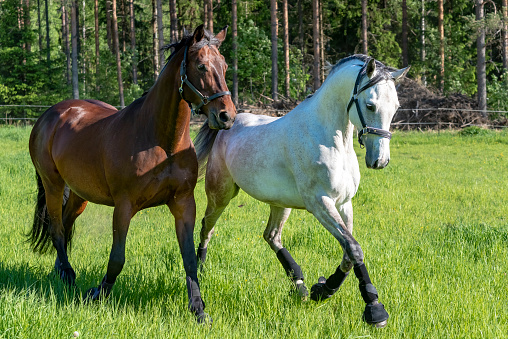 Horses on field and corral