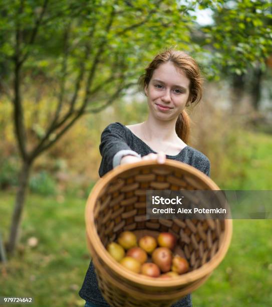 Photo libre de droit de Fille Dadolescent De 17 Ans Cueillette Des Poires Biologiques De Larbre Dans Le Verger banque d'images et plus d'images libres de droit de Arbre