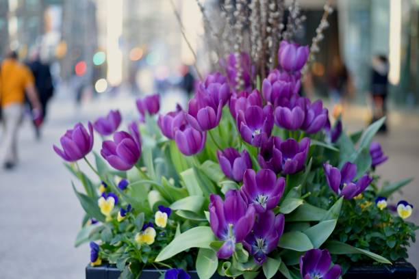 istock Tulips lined up on the streets of Toronto during spring 979725798