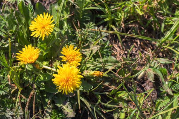 istock Flowers dandelion close-up 979730438