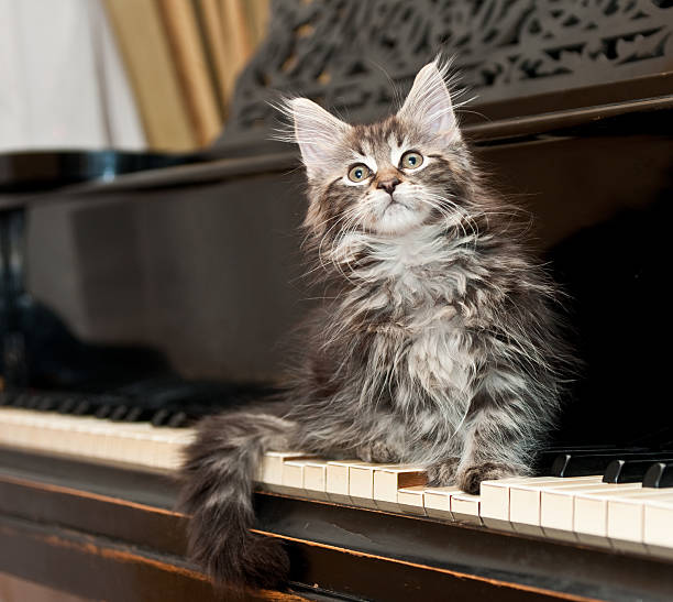 istock maine coon kitten on a piano 97973365