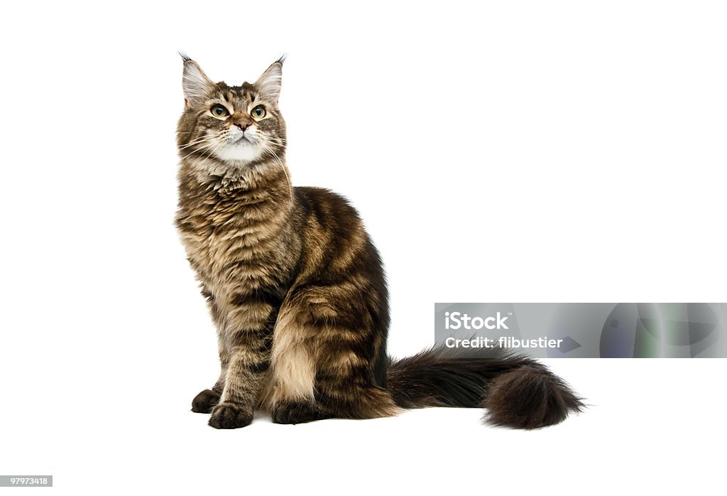 maine coon cat  'at' Symbol Stock Photo