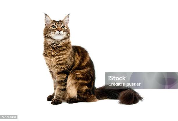 Maine Coon Cat Stock Photo - Download Image Now - 'at' Symbol, Animal, Color Image