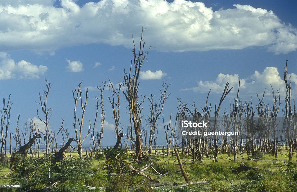 Giraffe in una foresta di alberi morti - Foto stock royalty-free di Pioggia acida