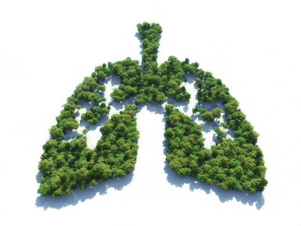 istock Conceptual image of a forest in shape of lungs 979751192