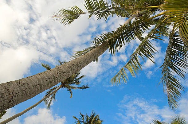 Coconut Palm Tree stock photo