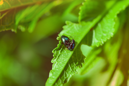 De plagas de jardín insectos insecto, el escarabajo pulga de col Phyllotreta cruciferae en el verde sale de la cogida joven photo