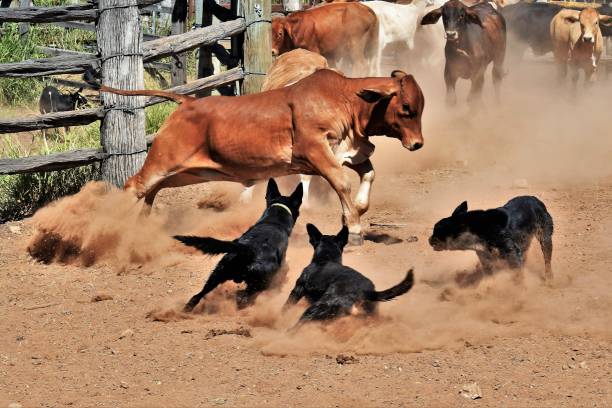 working dogs blocking cattle up - cattle dog imagens e fotografias de stock