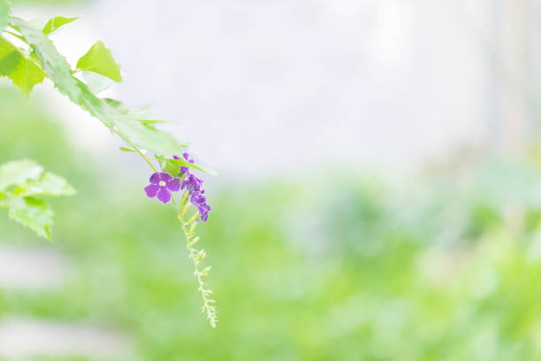 Selective Focus on Pigeon berry flower with blur tree/forest background.