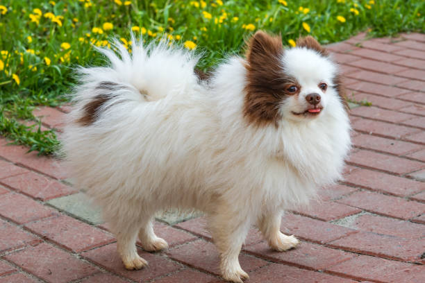istock Pet cute fluffy Pomeranian breed dog white with brown spots 979758074