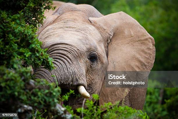 Elefante Africano Foto de stock y más banco de imágenes de Addo - Addo, Alimentar, Animal