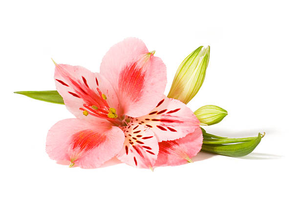 istock Close-up of a Pink orchid lying on a white background 97976575