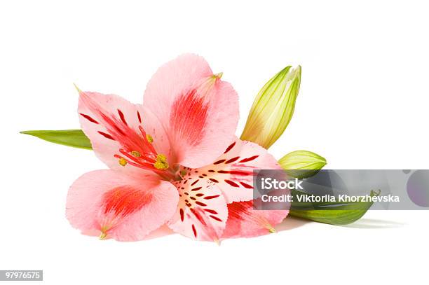 Closeup Of A Pink Orchid Lying On A White Background Stock Photo - Download Image Now