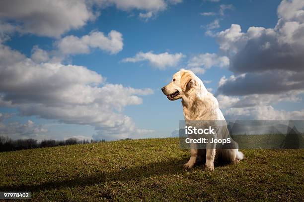 Golden Retriever Retrato Foto de stock y más banco de imágenes de Actividad - Actividad, Aire libre, Animal