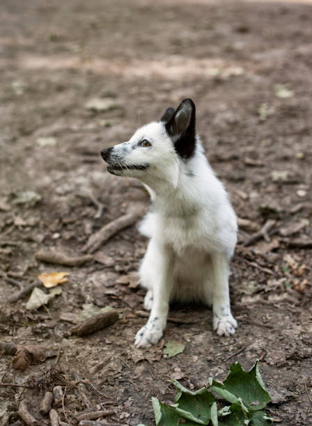 istock animals in the wild nature 979786824