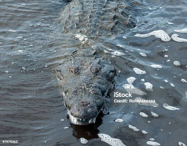 Closeup Of American Crocodile Stock Photo - Download Image Now - Crocodile, Aggression, American Crocodile