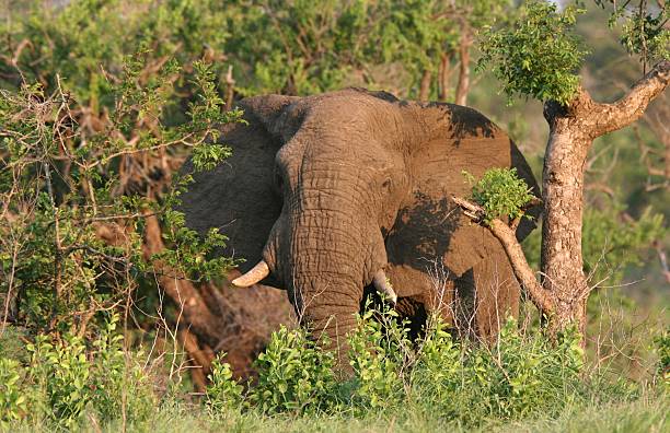 African Male Elephan stock photo