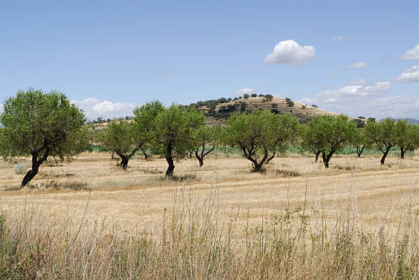 istock Landscape between Monzon and Balaguer (Aragon - Catalonia) at summer 97980858