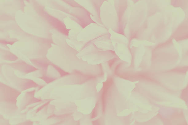 istock Pink petals with blurred focus 979811124