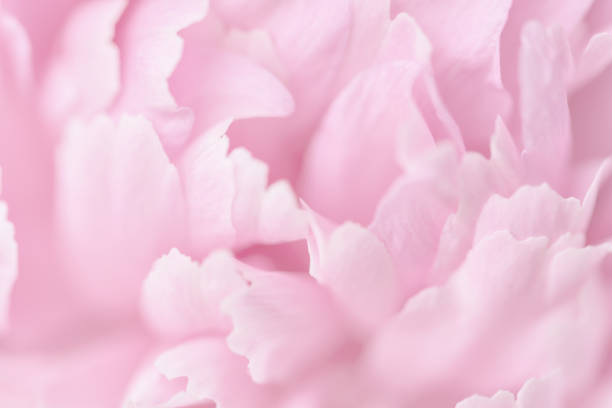 istock Pink petals with blurred focus 979811130