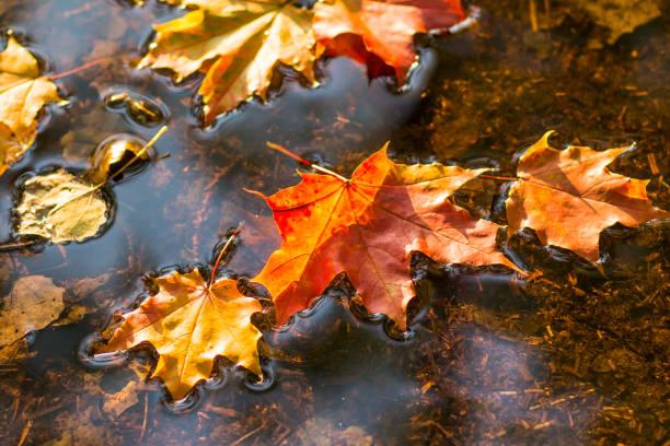 istock maple leaf in water, floating autumn maple leaf. Colorful leaves in puddle. Selective focus. Sunny autumn day. Autumn concept. Hello september, october 979840262
